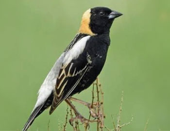 Collaborative Ecological Stewardship Planning Woodsom Farm Park and Amesbury Town Forest Bobolink Photo