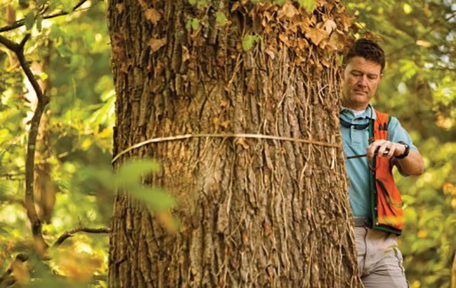 Collaborative Ecological Stewardship Planning Arborist Michael Barnett measures caliper of a landmark tree Photo