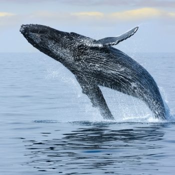 Protecting the Oceans