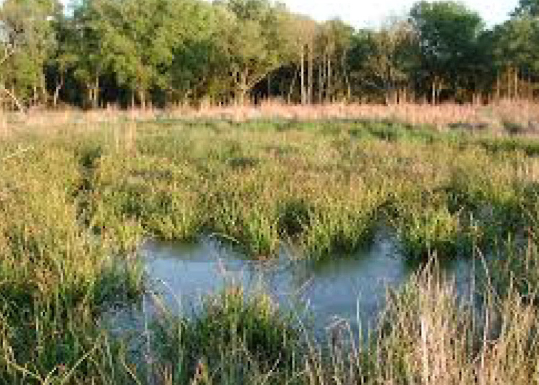 Sams Lake Wetland Mitigation