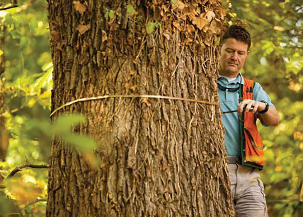 Tree Conservation Ordinance and Arboriculture Program